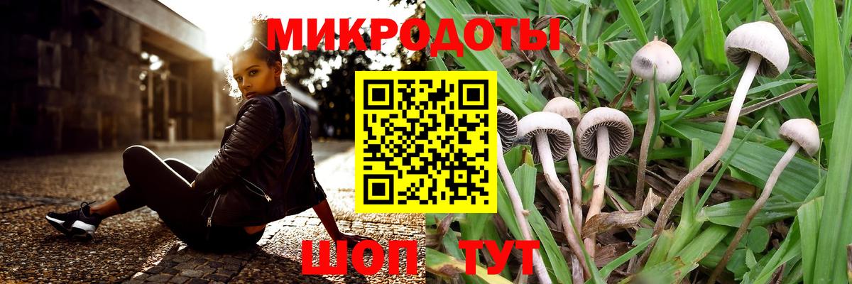Псилоцибиновые грибы Cubensis Строитель